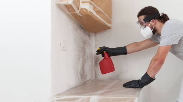 Professional Basement Mold Remediation technician working in Shepherdsville, KY