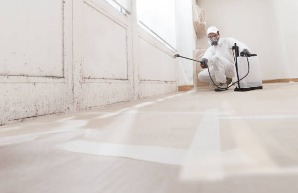 24/7 Emergency Basement Mold Remediation experts in Shepherdsville, KY