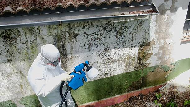 Top rated local Basement Mold Remediation specialists in Shepherdsville, KY